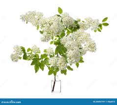 Attēlu rezultāti vaicājumam “Spiraea chamaedryfolia”