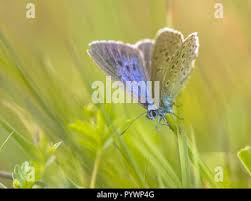 Attēlu rezultāti vaicājumam “Maculinea alcon underside”