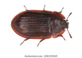 Attēlu rezultāti vaicājumam “Ostoma ferruginea”