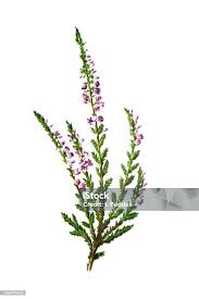 Attēlu rezultāti vaicājumam “Calluna vulgaris flower”