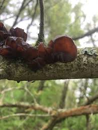 Attēlu rezultāti vaicājumam “Exidia recisa”