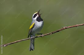 Image result for Vermivora chrysoptera