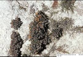 Attēlu rezultāti vaicājumam “Orthotrichum cupulatum var. riparium”