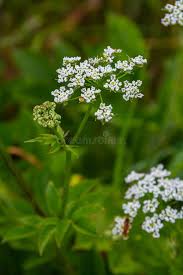 Image result for Chaerophyllum aureum