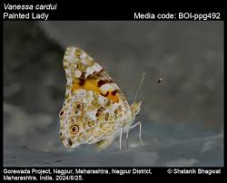 Attēlu rezultāti vaicājumam “Vanessa cardui underside”