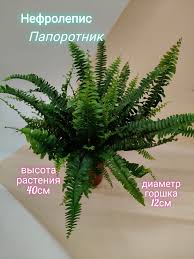 Image result for НЕФРОЛЕПИС (Nephrolepis
