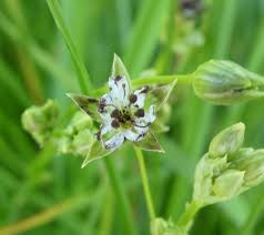 Attēlu rezultāti vaicājumam “Microbotryum tragopogonis - pratensis”