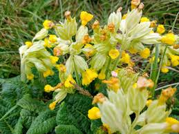 Attēlu rezultāti vaicājumam “Primula veris leaf”