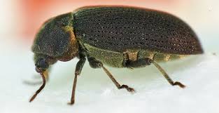 Attēlu rezultāti vaicājumam “Anobium pertinax”