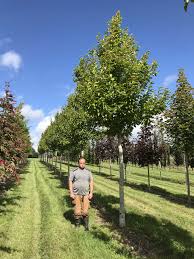 Attēlu rezultāti vaicājumam “Magnolia kobus”