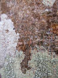 Attēlu rezultāti vaicājumam “Petractis sp.”