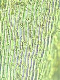 Attēlu rezultāti vaicājumam “Calliergonella lindbergii”