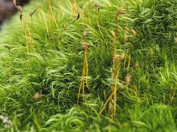 Attēlu rezultāti vaicājumam “| Dicranum”