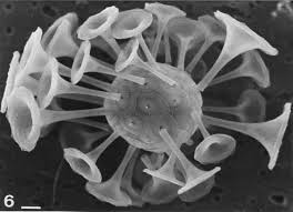 Attēlu rezultāti vaicājumam “Tubifera sp.”