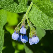 Attēlu rezultāti vaicājumam “Symphytum asperum flower”