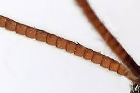 Attēlu rezultāti vaicājumam “Thera variata”