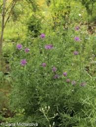 Attēlu rezultāti vaicājumam “Centaurea scabiosa fruit”