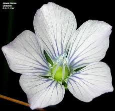 Attēlu rezultāti vaicājumam “Linaceae”