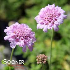 Image result for Scabiosa columbaria