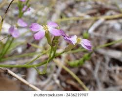 Attēlu rezultāti vaicājumam “Raphanus sativus flower”