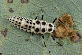 Attēlu rezultāti vaicājumam “Calvia decemguttata larva”