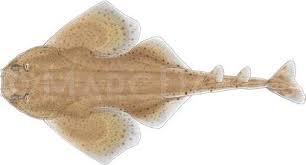 Image result for Squatina dumeril