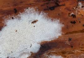 Attēlu rezultāti vaicājumam “Trechispora mollusca”