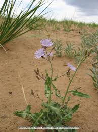 Attēlu rezultāti vaicājumam “Lactuca tatarica”