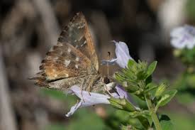 Attēlu rezultāti vaicājumam “Carcharodus floccifera upperside”