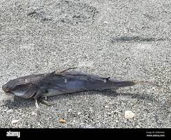 Image result for Ariopsis felis