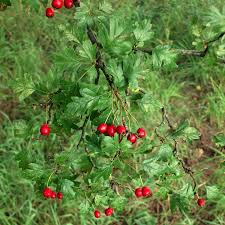 Attēlu rezultāti vaicājumam “Crataegus monogyna subsp. nordica”