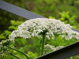 Attēlu rezultāti vaicājumam “Heracleum sosnowskyi flower”