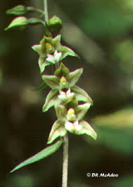 Attēlu rezultāti vaicājumam “Epipactis helleborine”