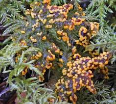 Attēlu rezultāti vaicājumam “Licea pusilla spores”