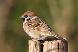 Image result for Passer montanus