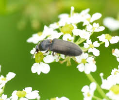 Attēlu rezultāti vaicājumam “Cidnopus aeruginosus”