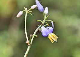 Attēlu rezultāti vaicājumam “Dianemataceae”