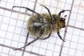 Attēlu rezultāti vaicājumam “Trichius fasciatus imago”