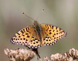 Attēlu rezultāti vaicājumam “Argynnis aglaja”