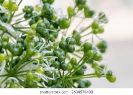 Attēlu rezultāti vaicājumam “Allium ursinum fruit”