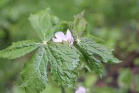 Attēlu rezultāti vaicājumam “Podophyllum hexandrum fruit”
