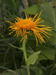 Attēlu rezultāti vaicājumam “Inula helenium flower”
