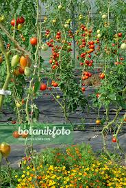 Attēlu rezultāti vaicājumam “Lycopersicon esculentum”