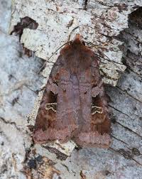 Attēlu rezultāti vaicājumam “Diarsia brunnea”