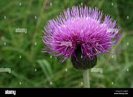 Attēlu rezultāti vaicājumam “Cirsium heterophyllum leaf”