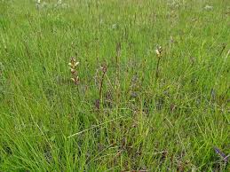 Attēlu rezultāti vaicājumam “Pedicularis sceptrum-carolinum leaf”