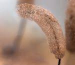 Attēlu rezultāti vaicājumam “Stemonitopsis aequalis var. microspora”