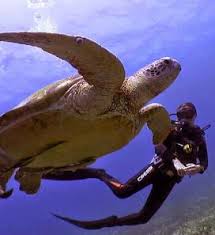 Image result for Stortford Divers