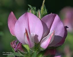 Attēlu rezultāti vaicājumam “Ononis arvensis”