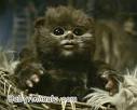 Baby Ewok | BabyAnimalz.